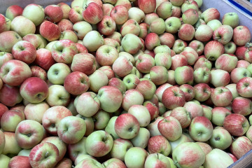Nieuwe oogst zomerappels