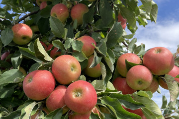 Nieuwe oogst Elstar Appel