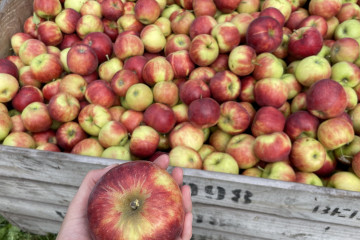 Nieuwe oogst Robijn appel