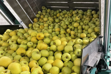 Pia- het goudlokje van onze boomgaard