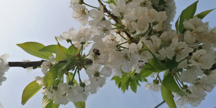 Appelen Roes Bijen Boomgaard