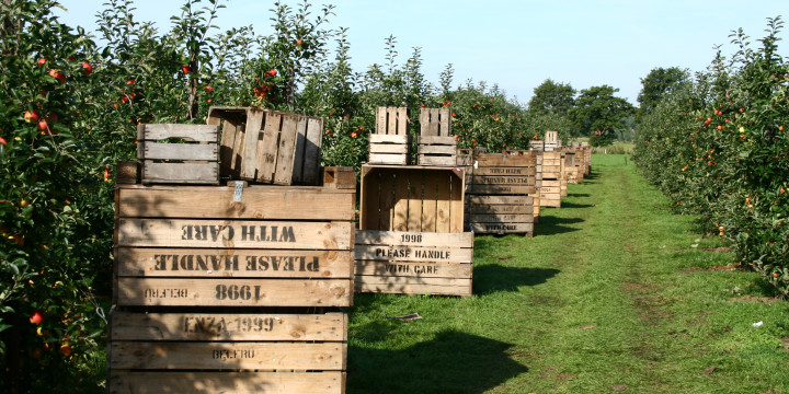 een schuldeiser zak karbonade De lekkerste appels koop je bij de boer. › Appelen Roes