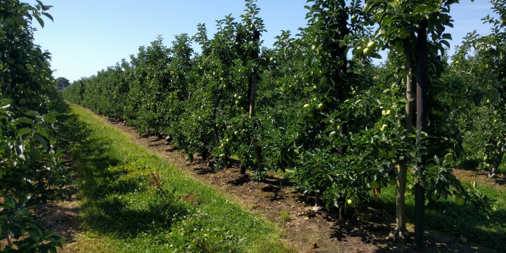 Boomgaard met appels